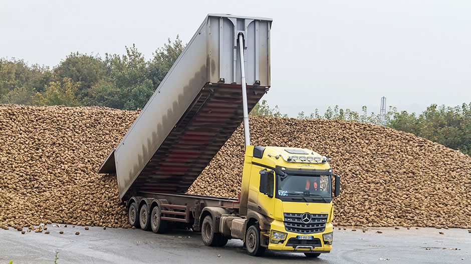 From the field along farm tracks and country roads to the weighing scales and then unloading – the Arocs does that almost around the clock during the sugar beet season.