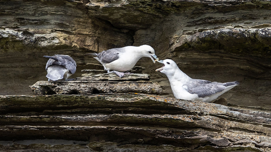 Klippen en vogels, eeuwenoude plaatsjes en scheepswrakken – impressies van de Orkney Islands.
