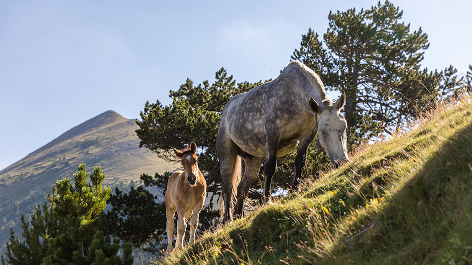 De loin encore : des chevaux qui broutent sur les pentes de la montagne.