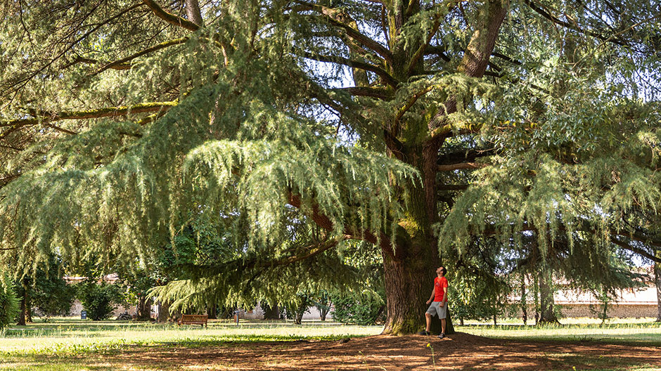 I Villa Manin blev der skrevet historie i slutningen af det 18. århundrede. Selv i dag vidner de prægtige rum om denne betydningsfulde tid. Under de kæmpestore træer i parken tog Mike og Andrea en pause fra varmen. 