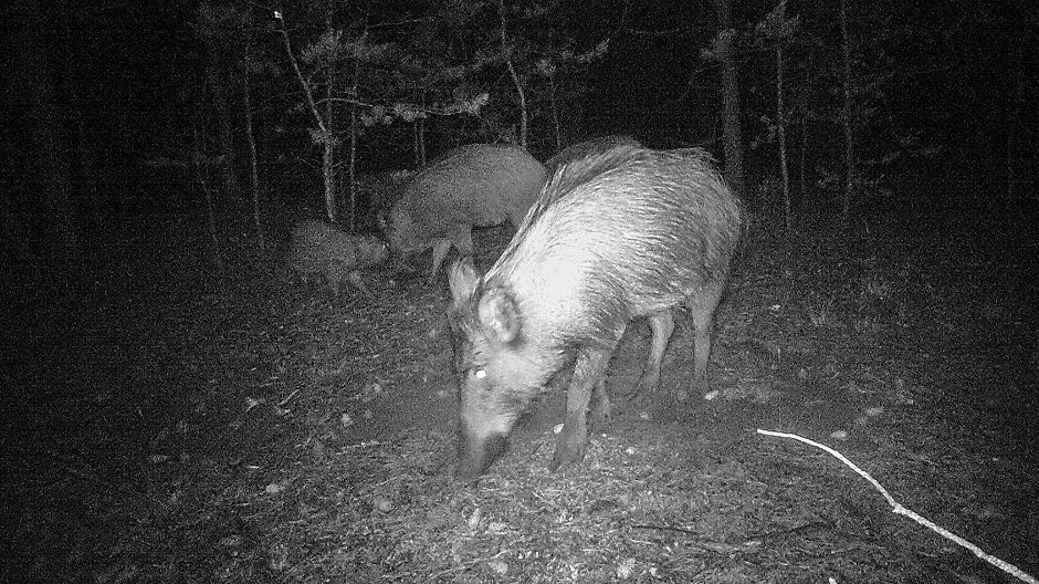 Polonya çölündeki geceler sırasında yaban domuzları bile ziyarete geldi.