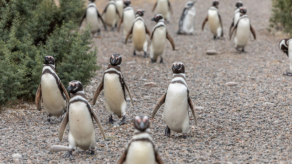 Vicini animaleschi lontani dagli insediamenti umani: sulla costa selvaggia dell'Argentina, i pinguini di Magellano e i guanaco vivono pacificamente uno accanto all'altro.