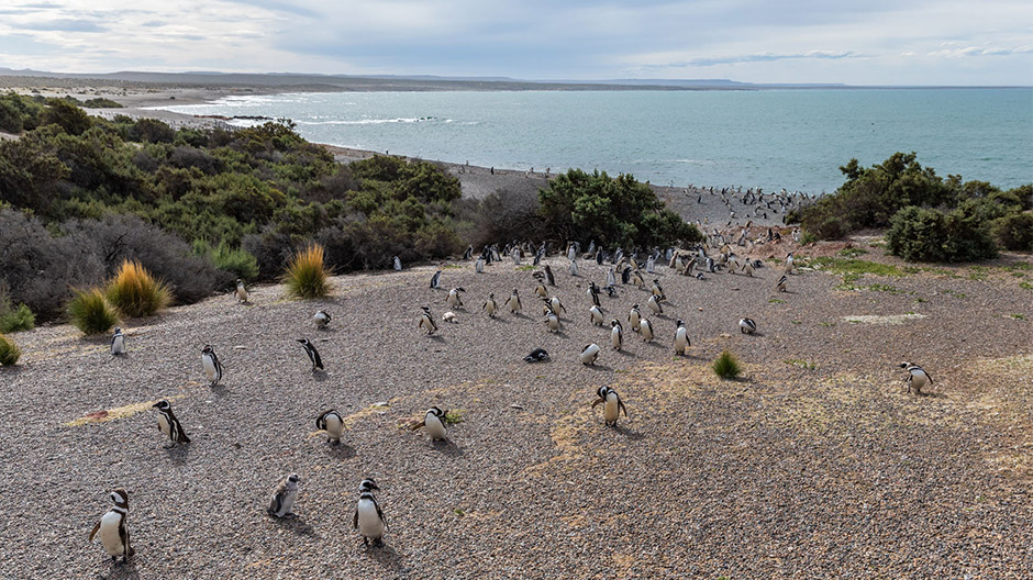 Zvířecí sousedé daleko od lidských obydlí: na drsném argentinském pobřeží vedle sebe v pohodě žijí tučňáci Magellanovi a lamy guanako.