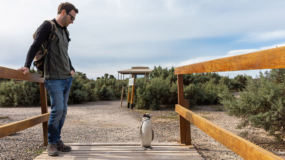 Animais vizinhos longe da povoação humana: na costa acidentada da Argentina, pinguins-de-Magalhães e guanacos vivem lado a lado em harmonia.