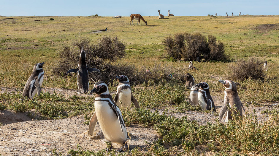 Vecinătăți de animale departe de așezările umane: Pe coasta dură a Argentinei, pinguinii Magellan și guanaco trăiesc unii lângă ceilalți.