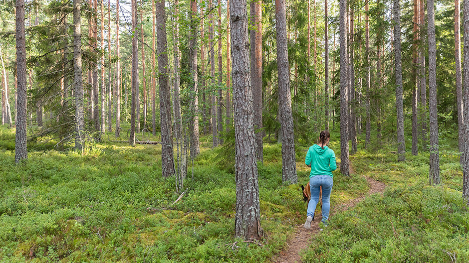 Yürüyüş, tırmanış, kayık gezintisi: Teijo ulusal parkı en iyi şekilde levhalandırılmış ancak yine de en zorlu yürüyüş yollarını sunuyor.