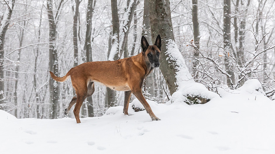 Endelig sne! Axor'en kan sagtens klare den hvide pragt – og hunden Aimée elsker at tumle sig i den.
