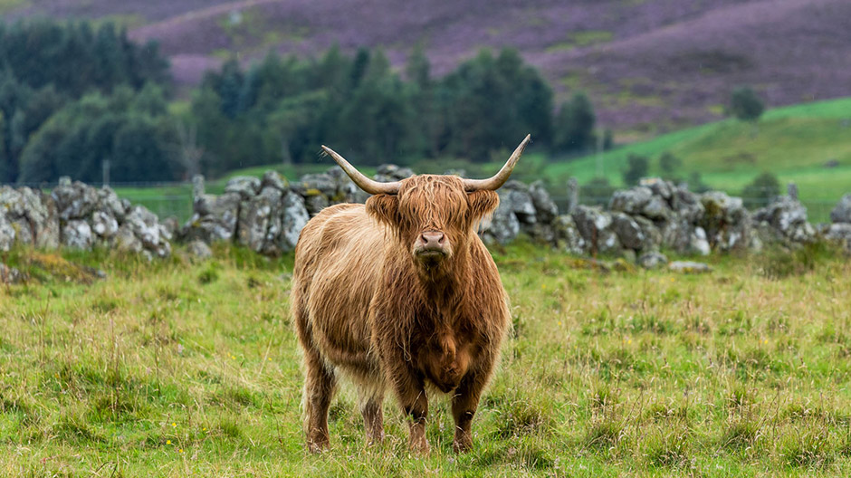 ... și bovinele Scottish Highland completează minunile tipice ale țării.