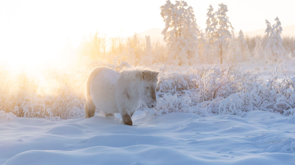 Neve até onde a vista alcança: no inverno siberiano, os Kammermanns viveram dias curtos, mas de uma beleza resplandecente.