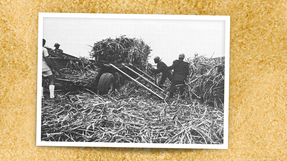 Suikerriet wordt in bundels van de velden naar de inzamelings- of overslagplaatsen vervoerd.