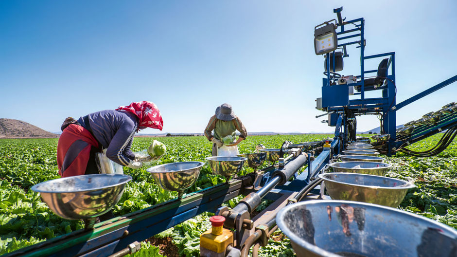 Perfect growing conditions all year round. Farm labourers harvesting iceberg lettuce at the “El Campillo” farm near Caravaca de la Cruz. The lettuces are sorted and graded at the headquarters of Agromontes Fresh Group in El Mirador.