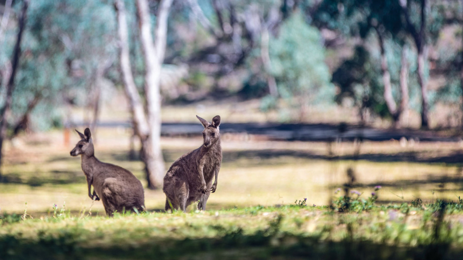 Snoozing during the day and hopping across the road at night. Collisions with kangaroos – “roos” for short – are a real problem for Australia’s truck drivers. To minimise the damage when it does happen, most trucks are fitted with a “bull bar”.
