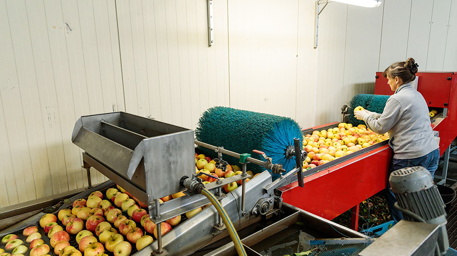Vid det löpande bandet. I den 40 000 kvadratmeter stora anläggningen passerar varje dag 80 ton äpplen.