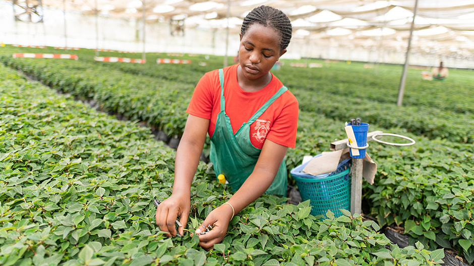 Mâini cunoscătoare. O lucrătoare de la ferma Wagagai îngrijește plantele-mamă ale crăciunițelor. Din acestea vor fi recoltați butași, din care vor ieși impunătoarele plante la centrele horticole din Europa.