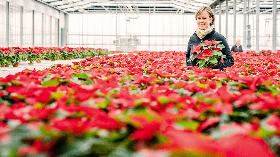 Four months later. The cuttings grow into seedlings and then into the red-coloured poinsettias which Inga Balke cultivates at her company in northern Germany ready to be sold to florists on a daily basis throughout the Christmas period.