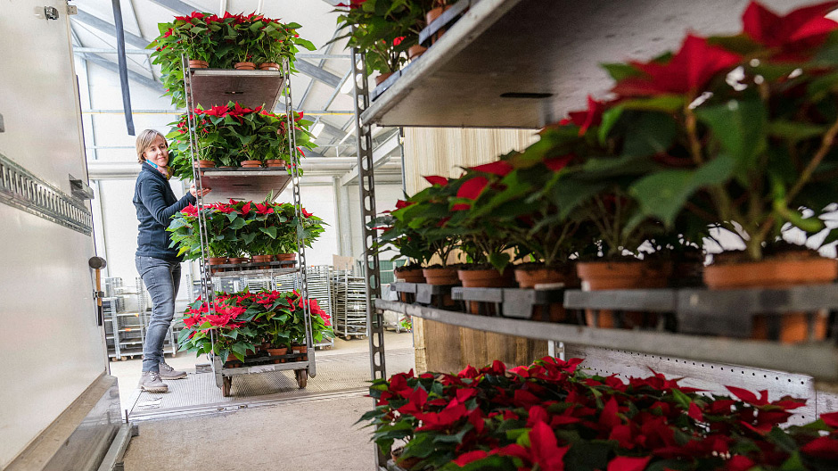 The boss isn’t afraid to get her hands dirty. If her driver is absent, Inga Balke happily stands in for them and loads the poinsettias into the Atego with its Wilke box body and Webasto heating.