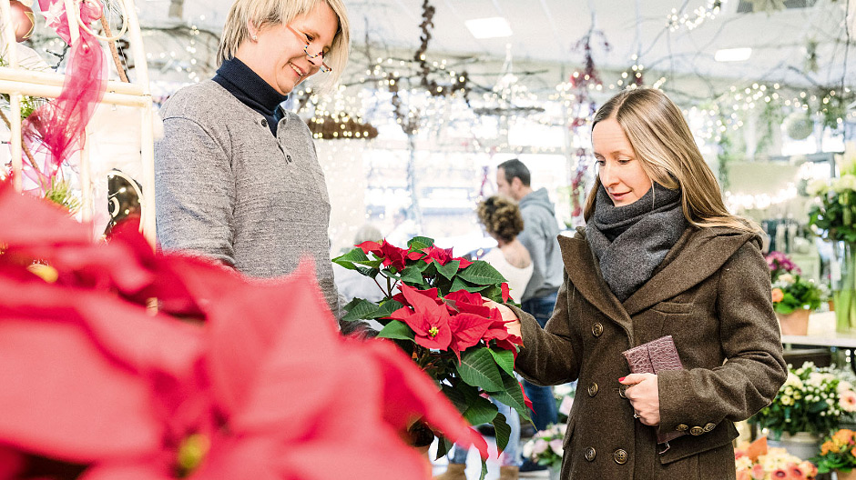 Myyntihitti. Kukkakauppias Andrea Biehl Kaltenkirchenistä myy adventtiaikaan asiakkailleen tusinoittain joulutähtiä joka päivä.